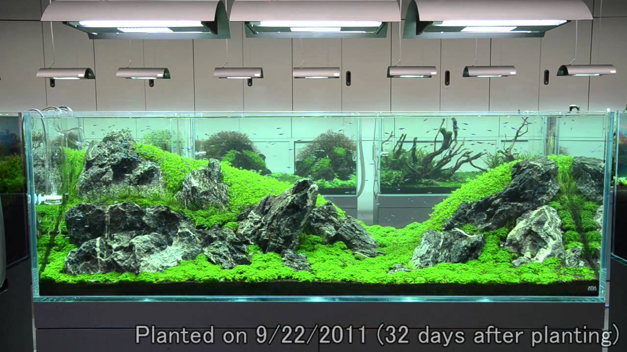 ADA レイアウトセット(アクアデザインアマノ) 【公式通販】