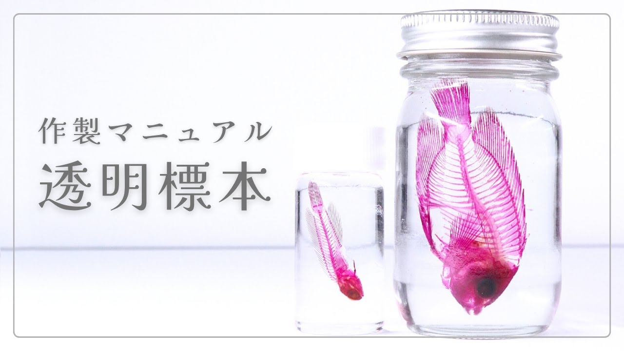 透明標本作製キット】 (上級) 20点 自由研究 学習教材 透明標本の