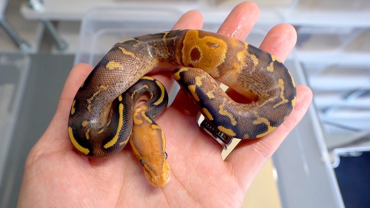 The mutant baby snake shed its skin. - YouTube
