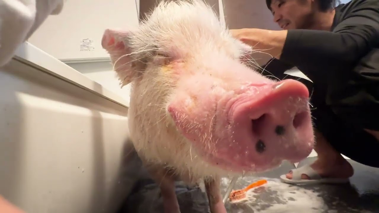 A mini pig falls asleep standing up in a bath that feels so good