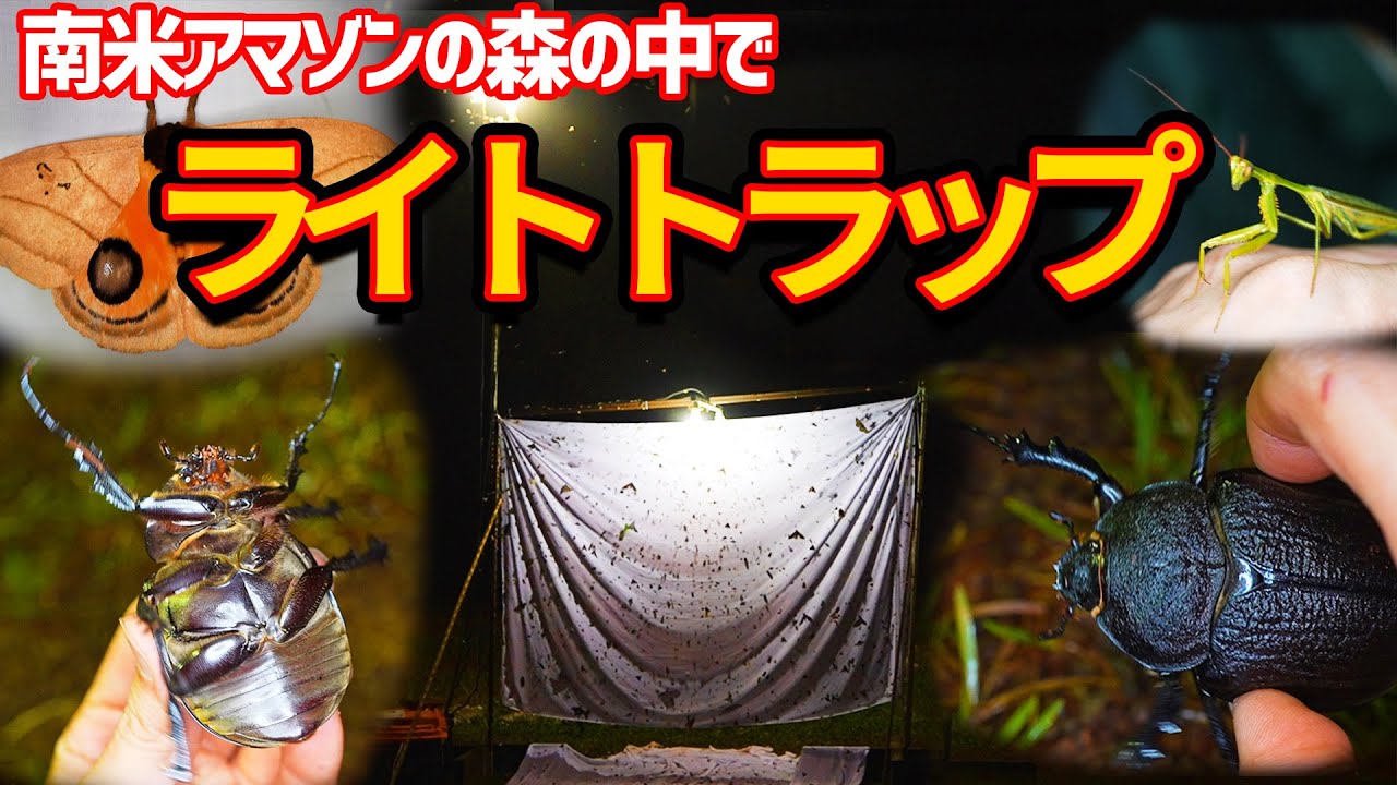 A light trap that attracts the world's largest rhinoceros beetles