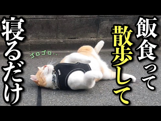 A Former Stray Cat Embracing a Completely Different Slow Life