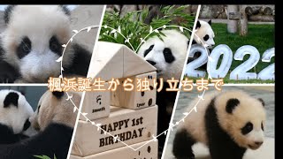 楓浜 アドベンチャーワールド 誕生記念ポスター72×51cm 白浜市配布