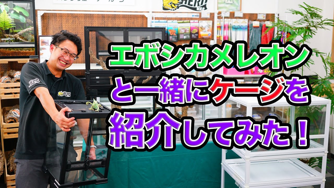 爬虫類ケージ(ARシリーズ）を紹介してみた！】爬虫類倶楽部オリジナル