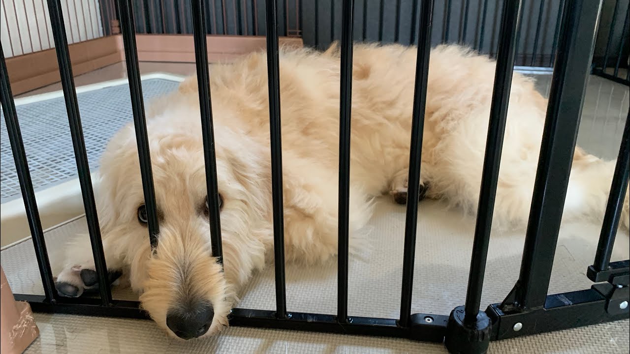 大型犬におすすめ！高さ1mのアレンジゲート&サークルをおでんが