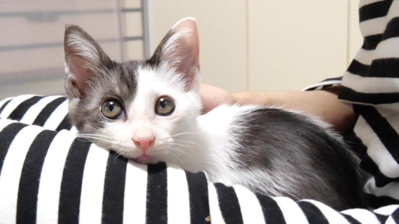 ママのお膝の上で寛ぐ子猫がへそ天ポーズで眠りにつく。【赤ちゃん猫