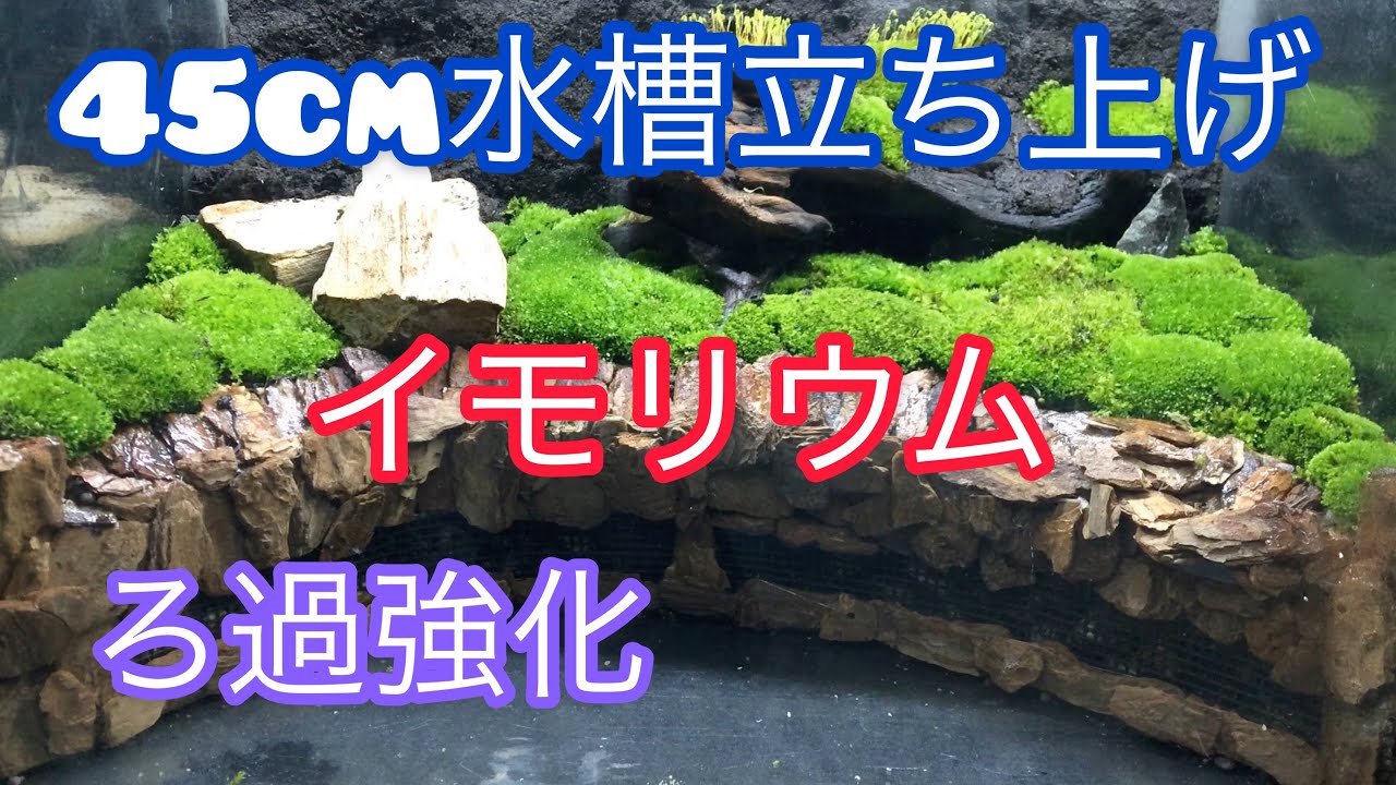 Newt Moss Terrarium] 45cm Stand 2-1 - YouTube