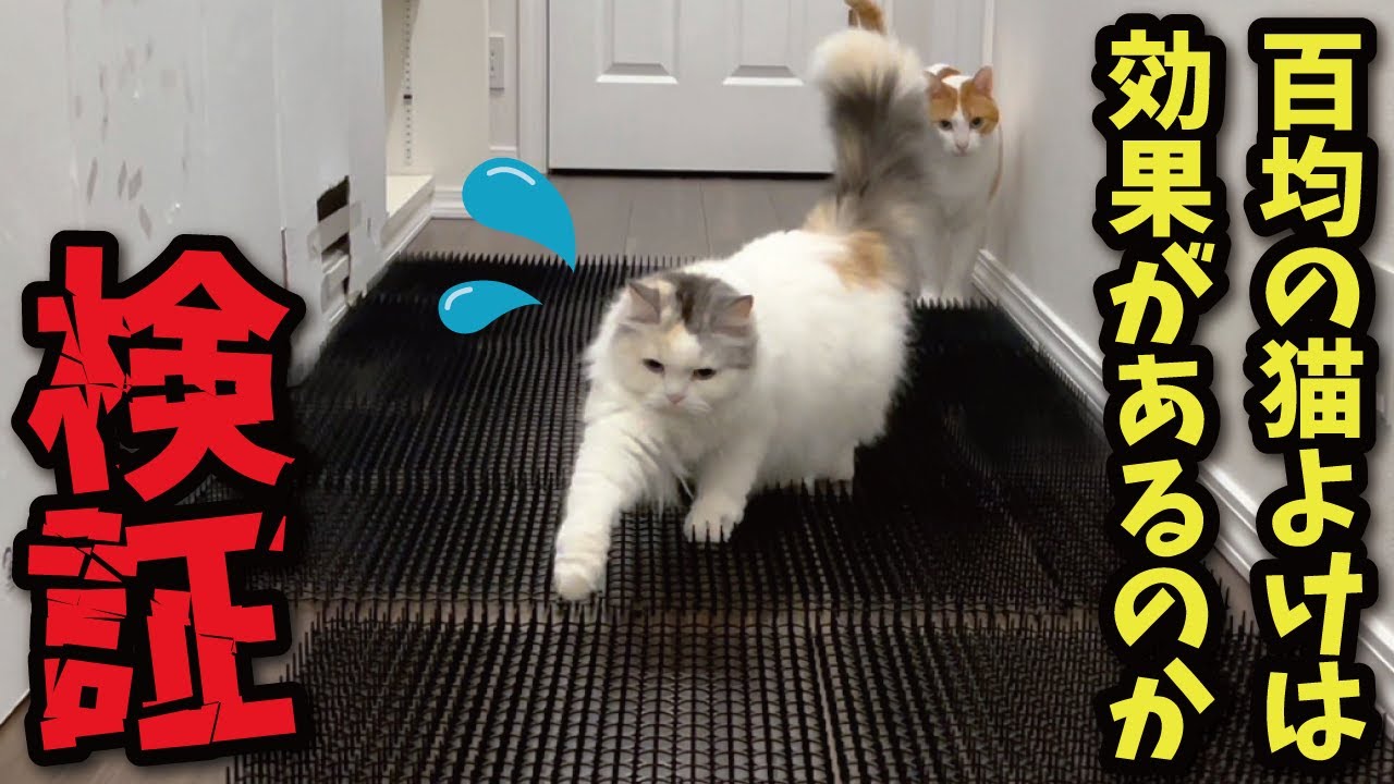 Epic Episode] We tested whether 100-yen store spikes really work