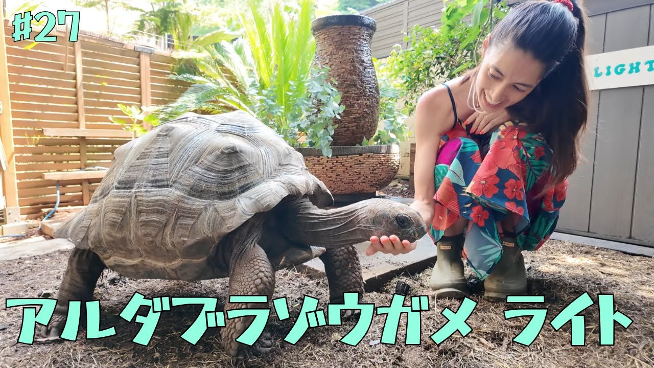 ☆（生き生きシリーズ）☆アルダブラゾウガメ☆（強品）☆ アルダブラ