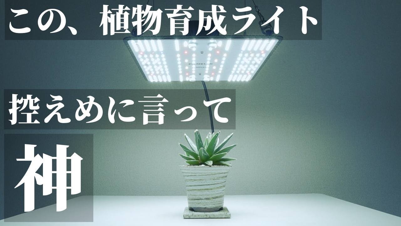 神！植物育成用パネルライト「PANEL X」の魅力 - RxFarm