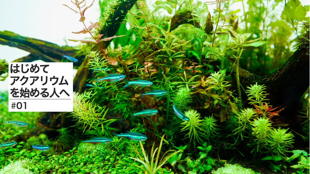 水草茂「はる様オーダー用」 水草茂「はる様オーダー用」 水草茂「はる