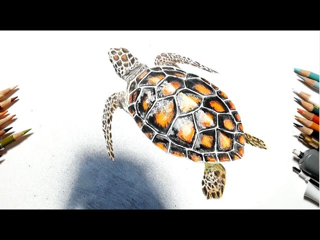 Draw a sea turtle | realistic colored pencil drawing - YouTube