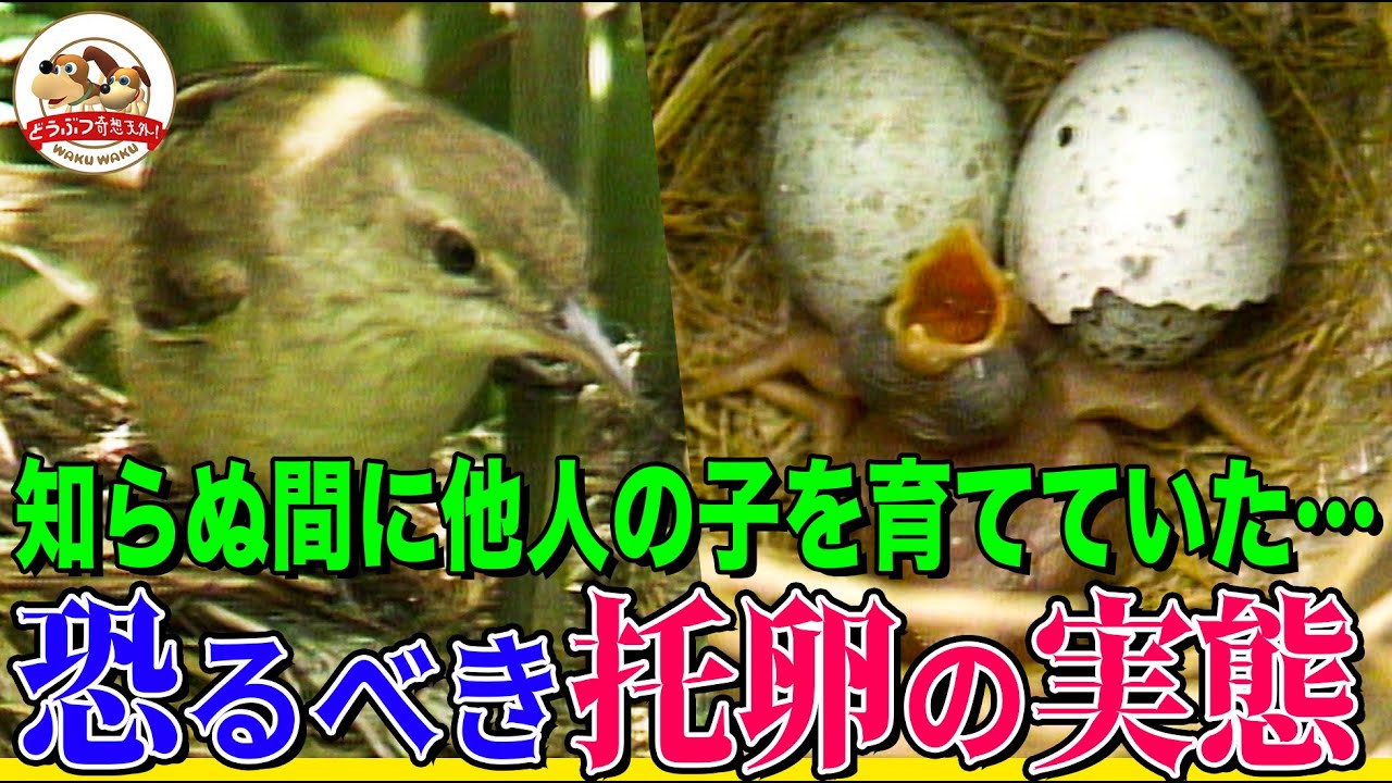 托卵】カッコウの親は他人の巣に卵を産んで温めさせる！生まれた子ども