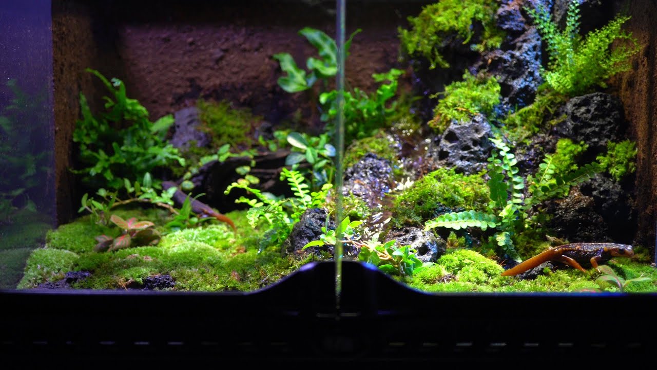 40cmイモリウム テラリウム パルダリウム水槽 40cmイモリウム