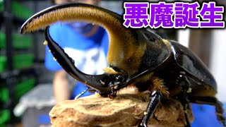 First arrival, 1 million yen] A beetle called the Bolivian devil