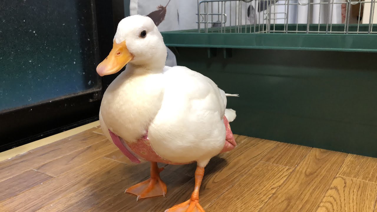 アヒル・コールダック用飼料・ペレット】 BC-6 13kg 【公式通販】