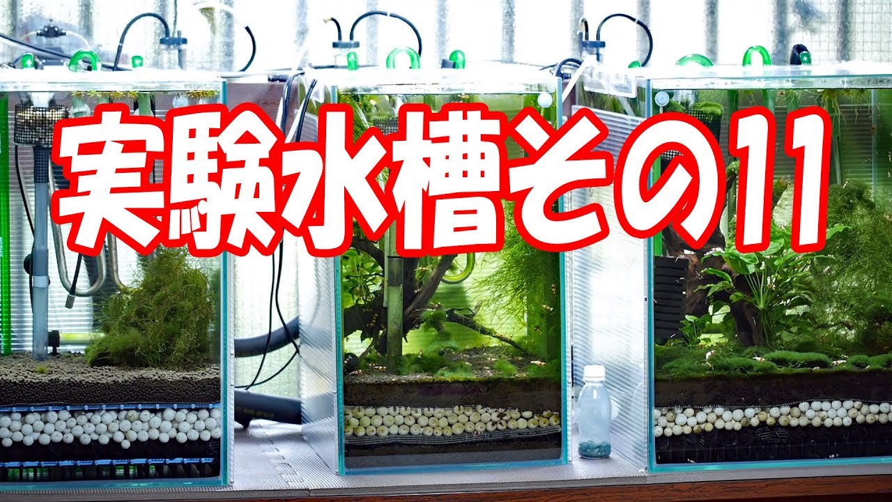 実験水槽その11 沈殿層のデトリタスを吸い出せる水槽を立ち上げて