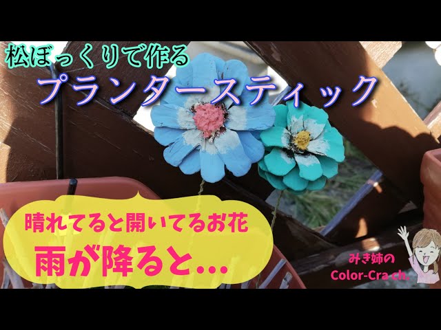 松ぼっくりFlowers の可愛い使い方/晴れの時と雨の時の様子/Pine cone