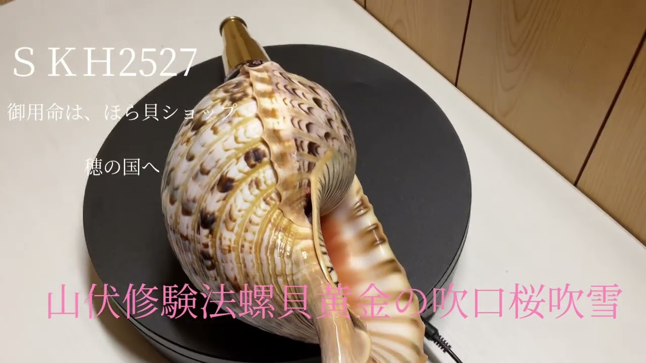 法螺貝 ホラ貝 ほら貝 修験道 山伏 山伏修験法螺貝黄金の吹口桜吹雪 ほら貝
