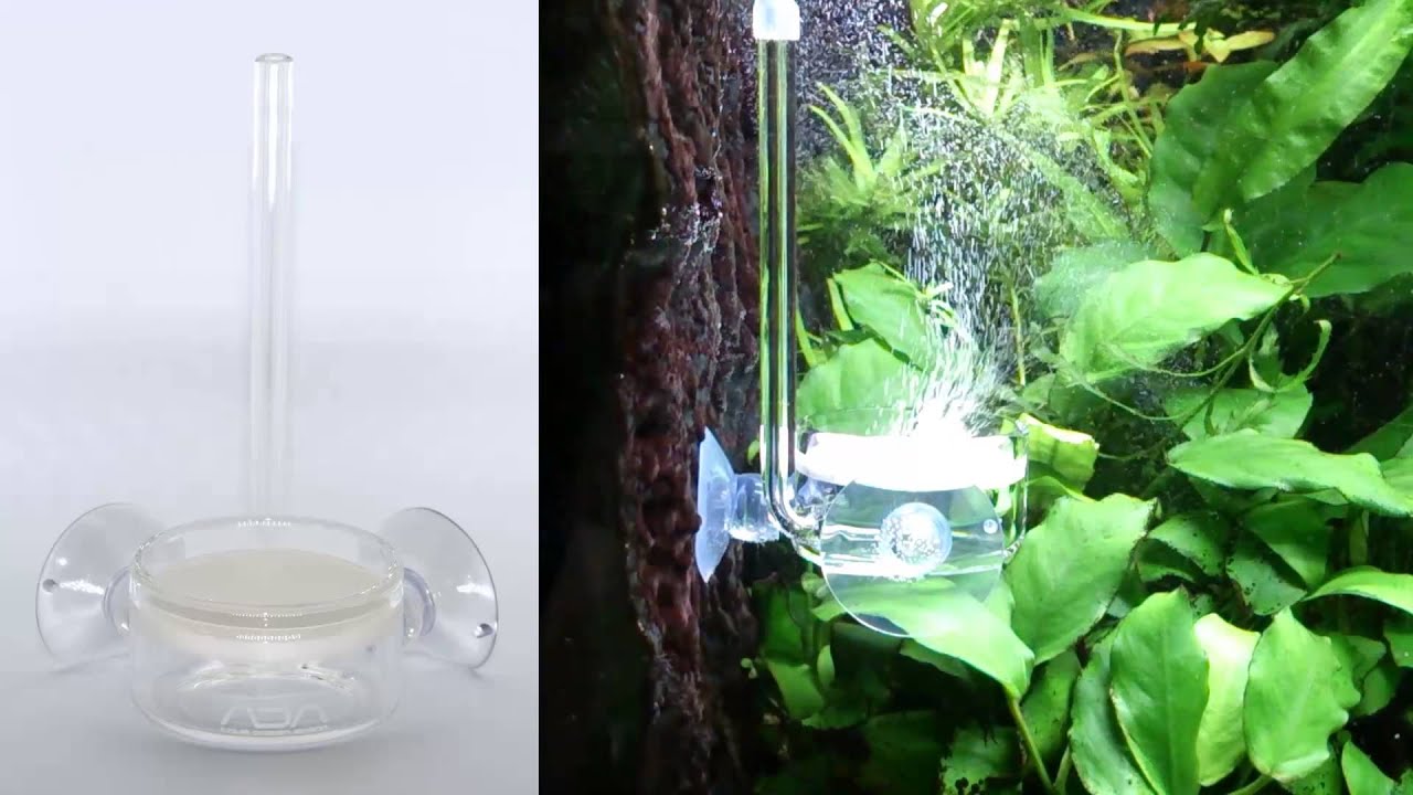 ADA Pollen Glass Beetle 40mm - YouTube