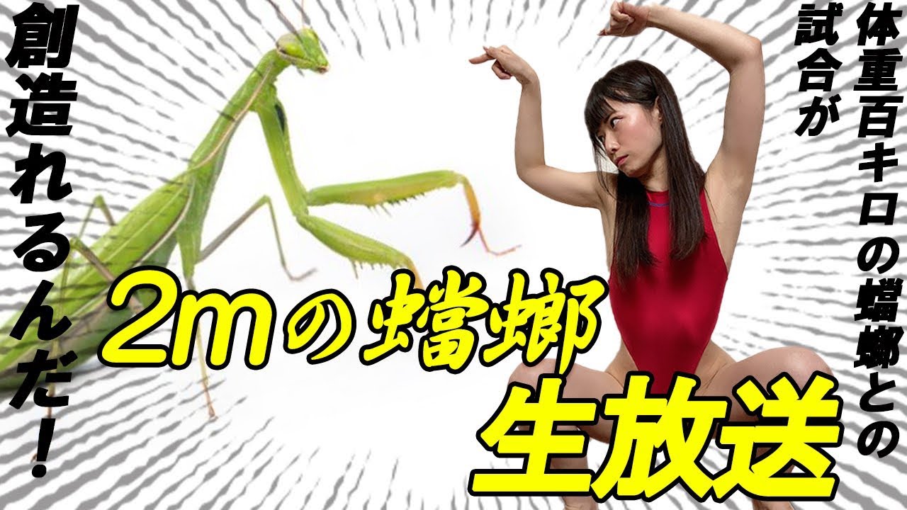 Shadowboxing to defeat a giant praying mantis - YouTube