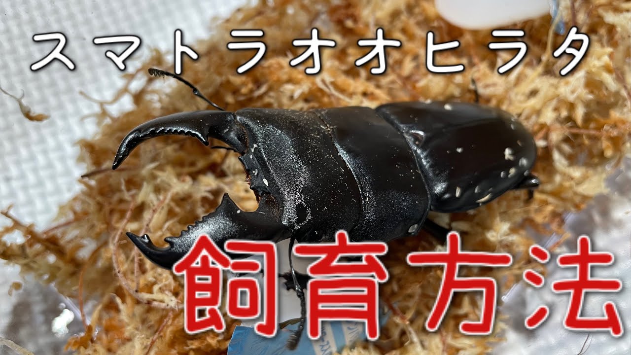 クワガタ飼育】スマトラオオヒラタの飼育方法をザックリと紹介！の巻