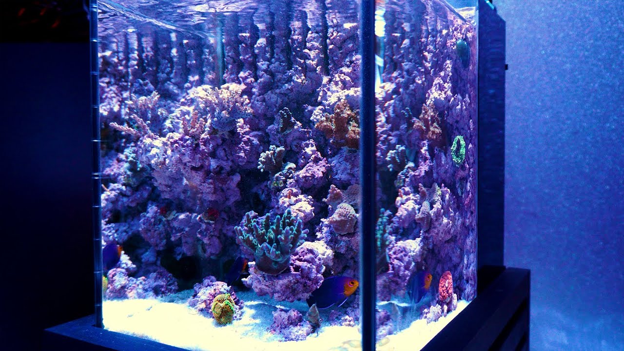 海水魚】ガラス水槽・水槽台・ライブロック すべて自作の小型サンゴ