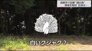 The true identity of the bird that was 