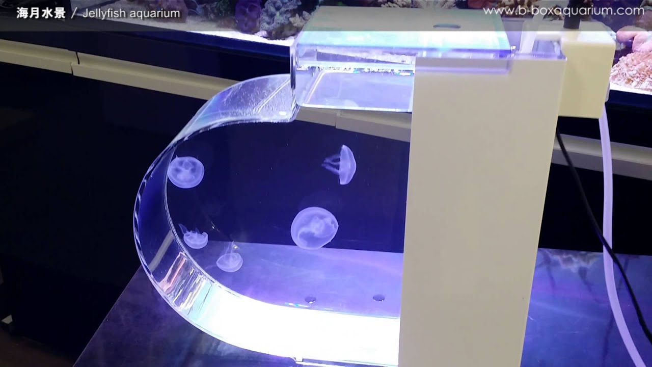 海月水景シリーズ PICO(ピコ) 小型クラゲ専用水槽がついに登場!! - YouTube
