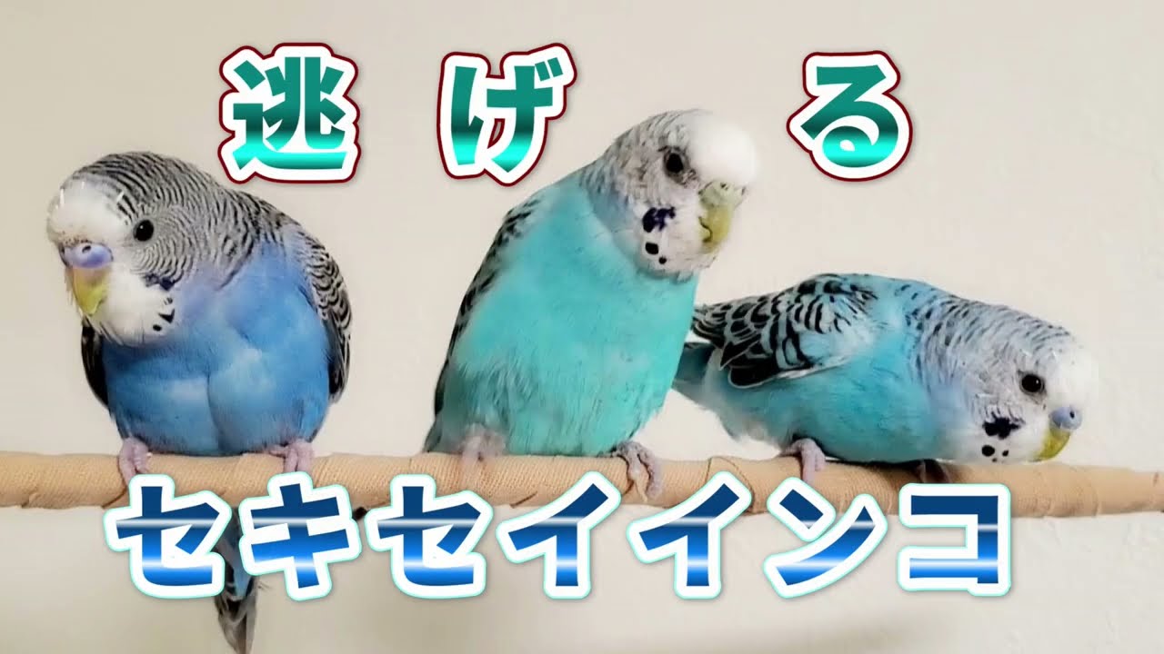 3鳥ー】♬高いとこお好きでしょ ♬もう少し遊びましょ 元荒：保護鳥の