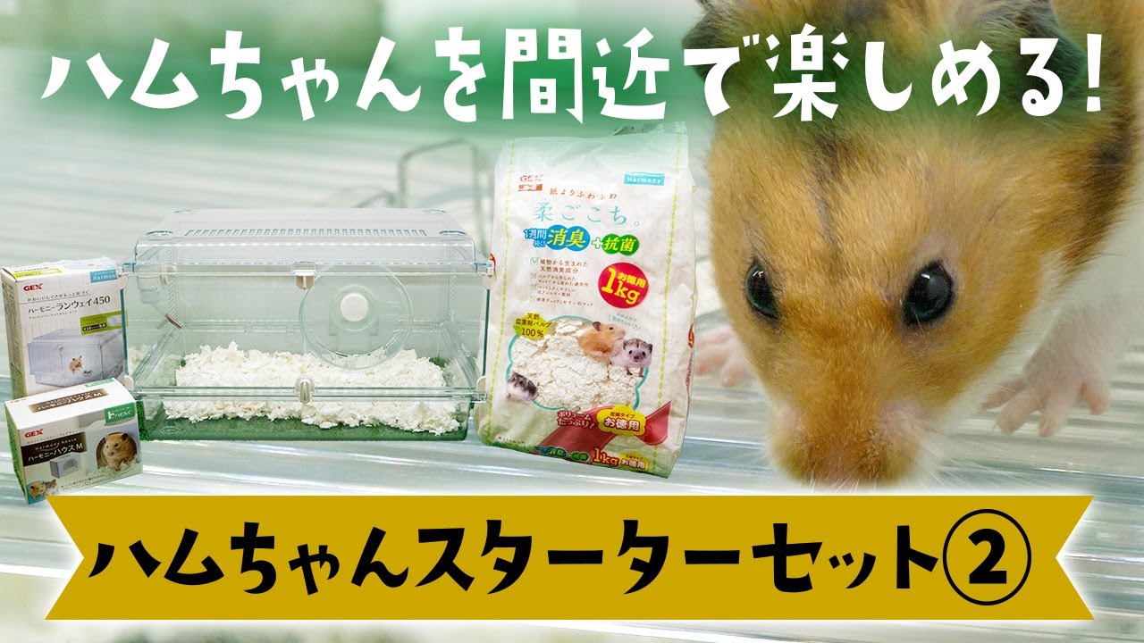 必要なものがワンセット】ハムちゃんスターターセット① - YouTube