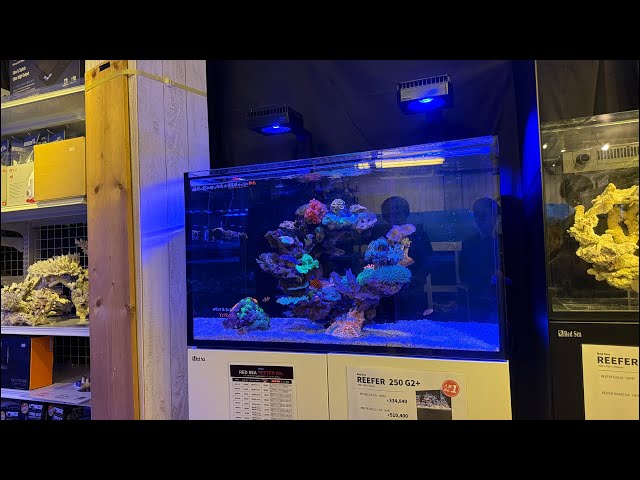 Coming soon! Introducing Red Sea's new products! Special guests