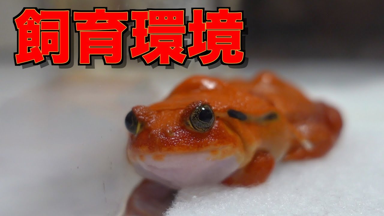 気難しいアカトマトガエルの総メンテ - YouTube