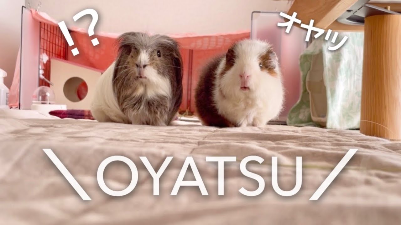 乾燥葉 乾燥野菜 ◎セミオーダーページ◎ ウサギ ハムスター リクガメ