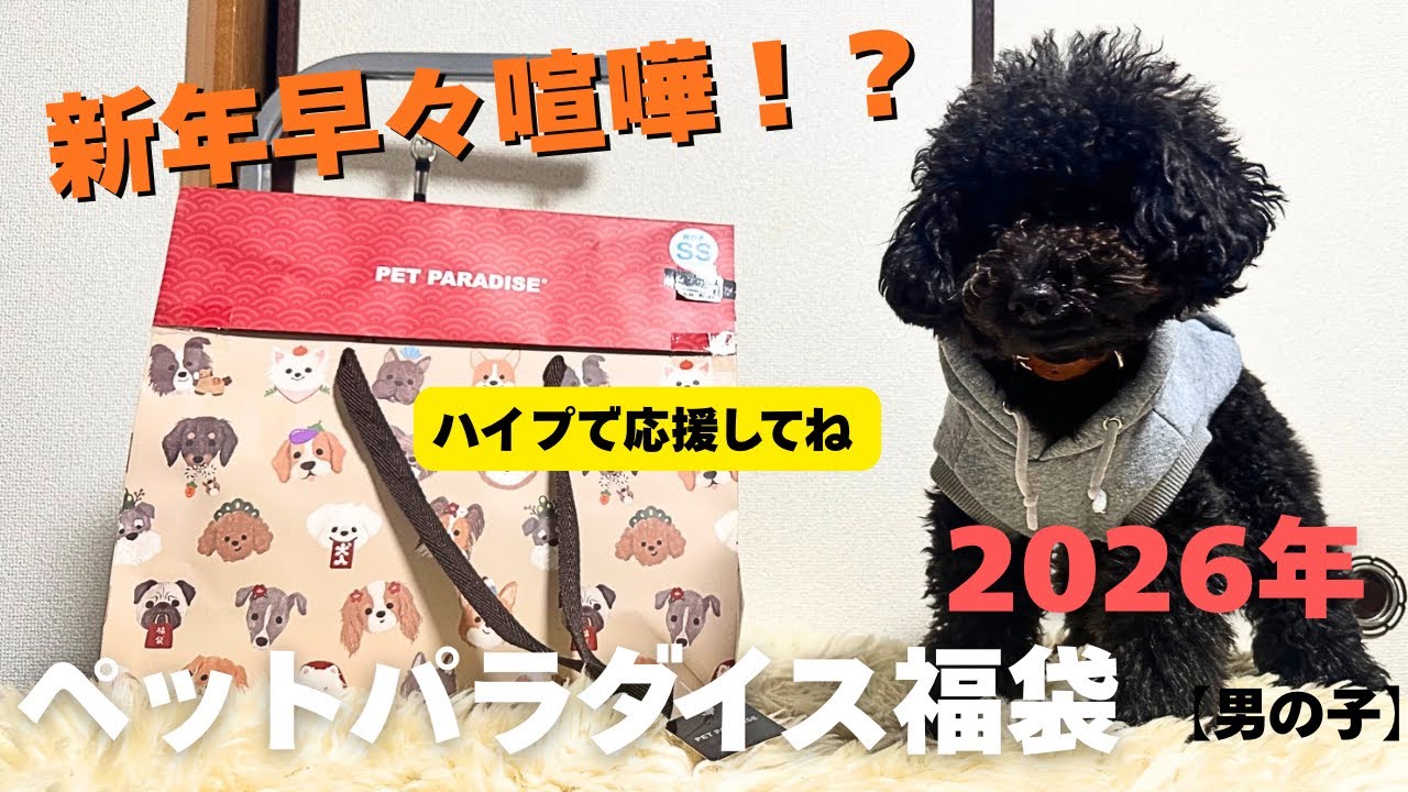 ペットパラダイス 2026年福袋 未開封 男の子 Lサイズ 〜38kg位 ペット