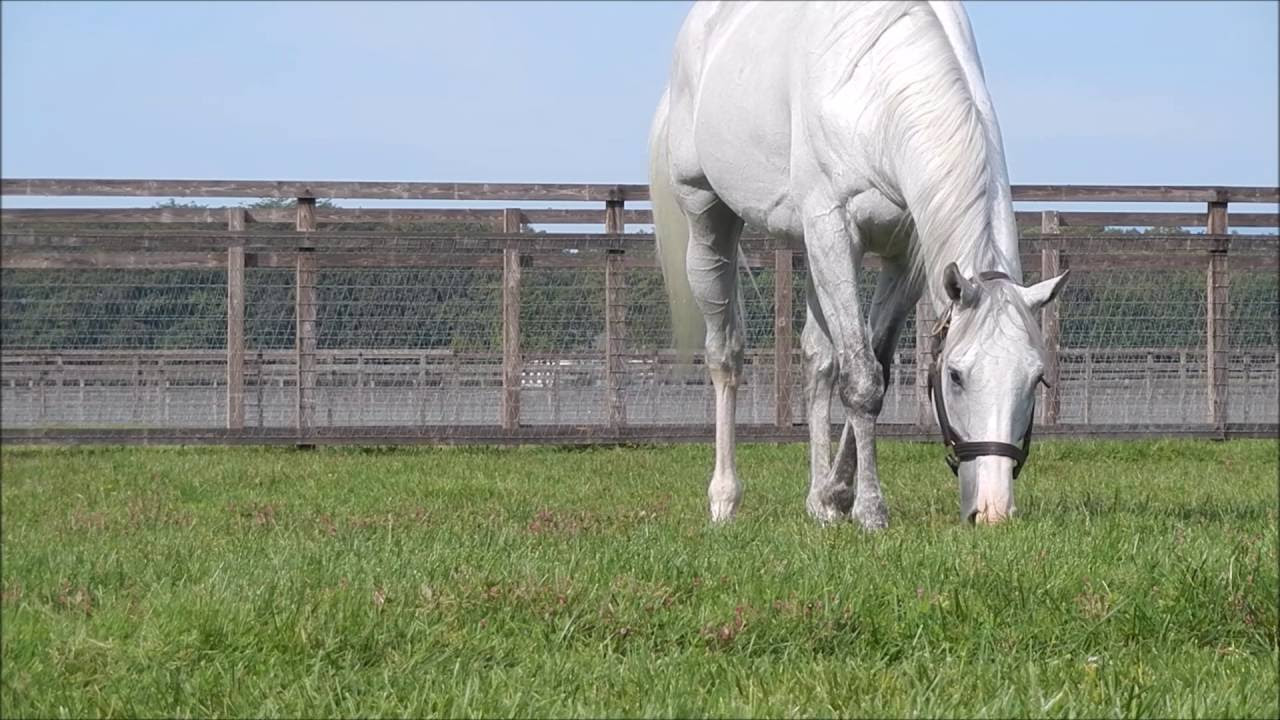 ゴールドシップまとめ - YouTube