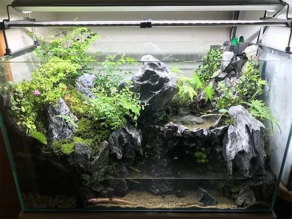 メンテナンス】アクアテラリウムの水換え方法から植物のトリミングまで