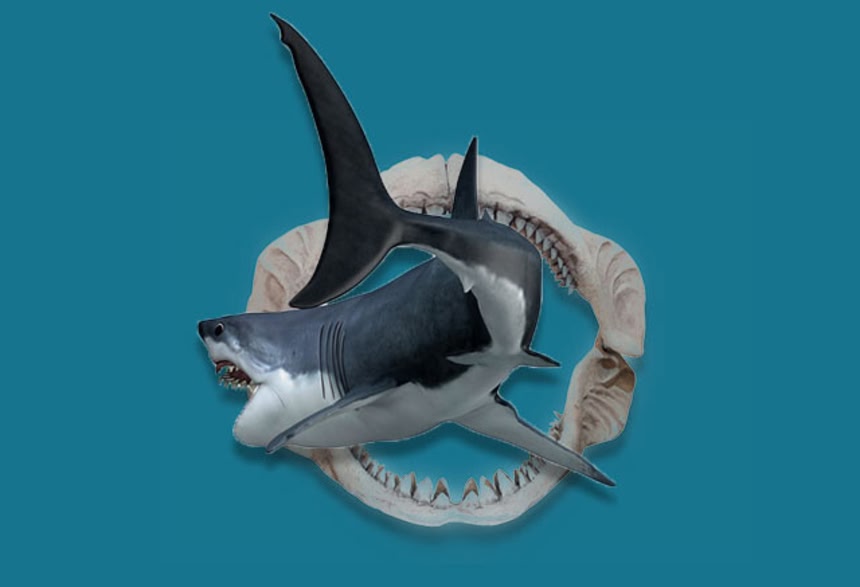 メガロドンの祖先種 サメの歯 希少種 【公式通販】