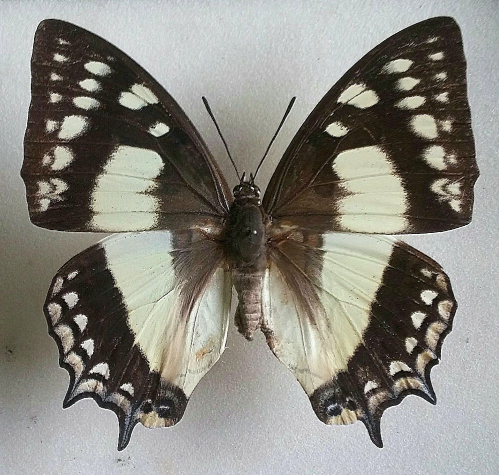 蝶の標本 奄美のフタオチョウペア 蝶の標本 奄美のフタオチョウペア