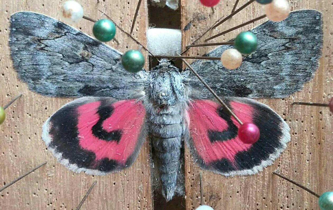 パルナシウス「5種」8頭