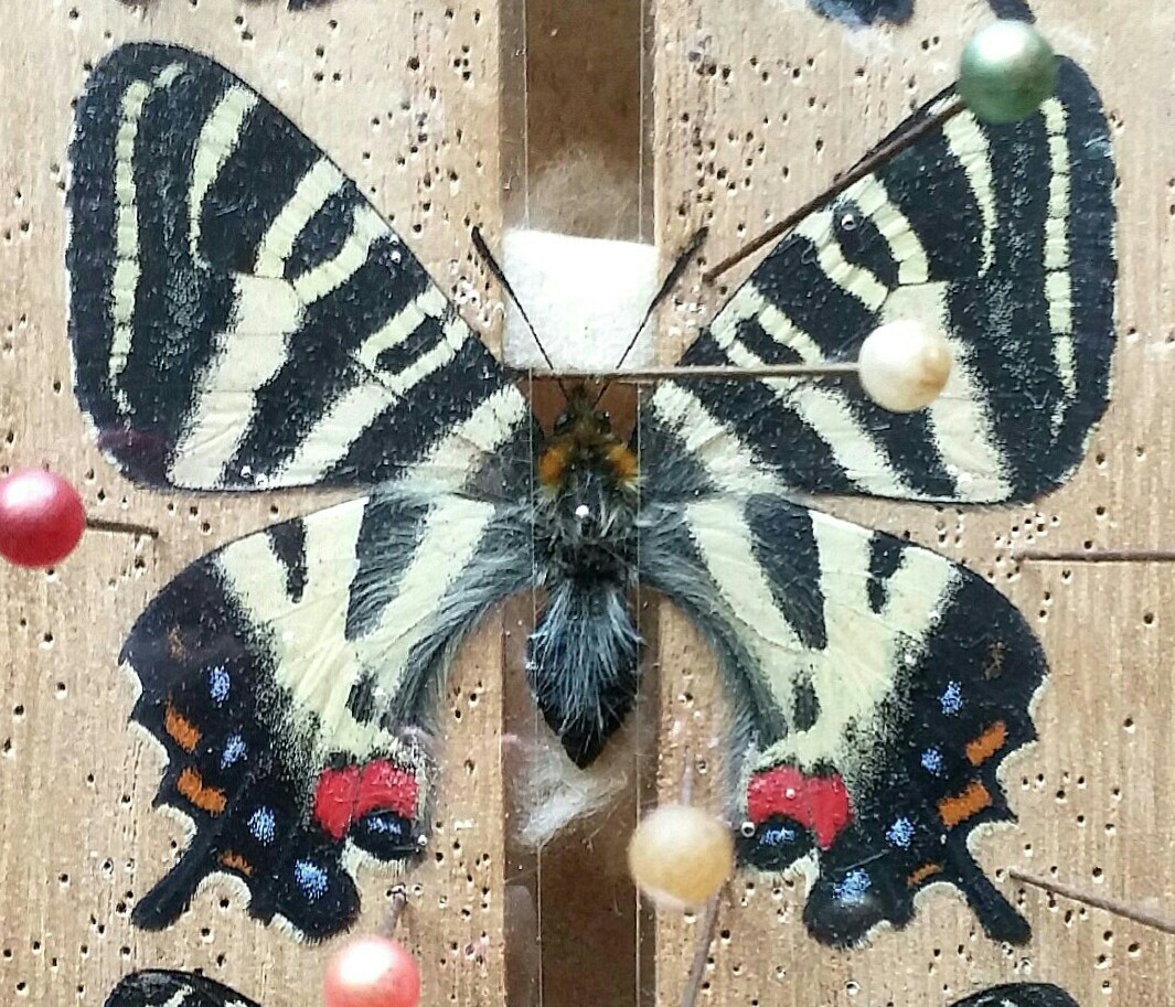 ギフチョウ♂/和歌山県.龍門山産【標本】 オンライン ショップ