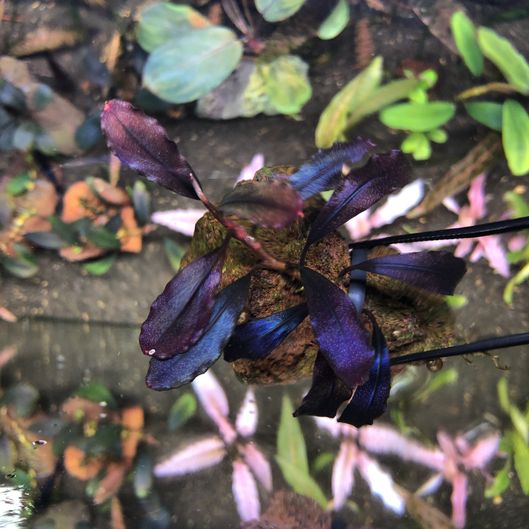 ブセファランドラspゴーストカリマンタン 大群生株