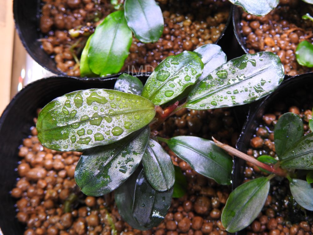 Bucephalandra sp.オリーバ とアンダーレッド