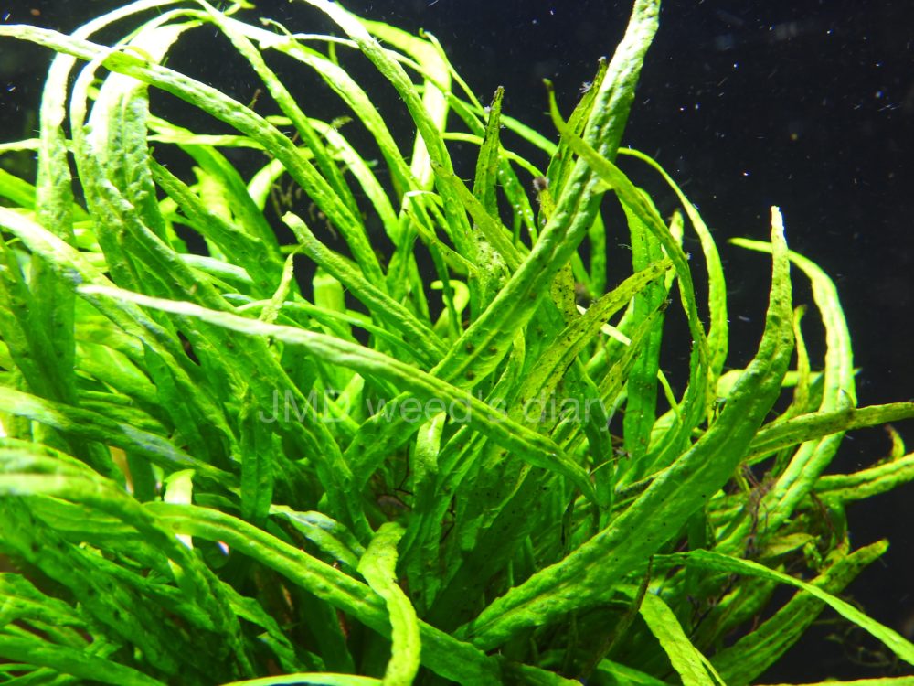 ボルビディスヒュディロティ ミクロソリウムトライデント