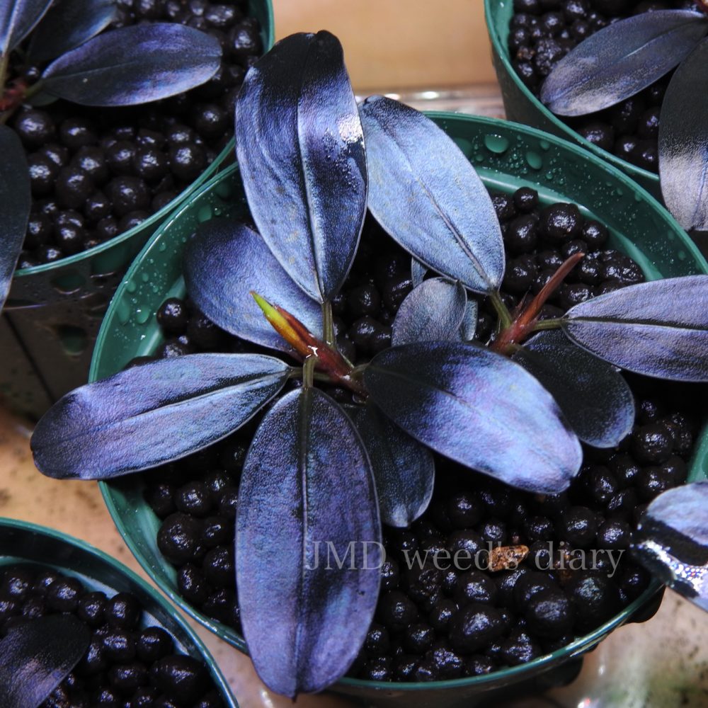 Bucephalandra sp. Blue Purple特大群生株｜