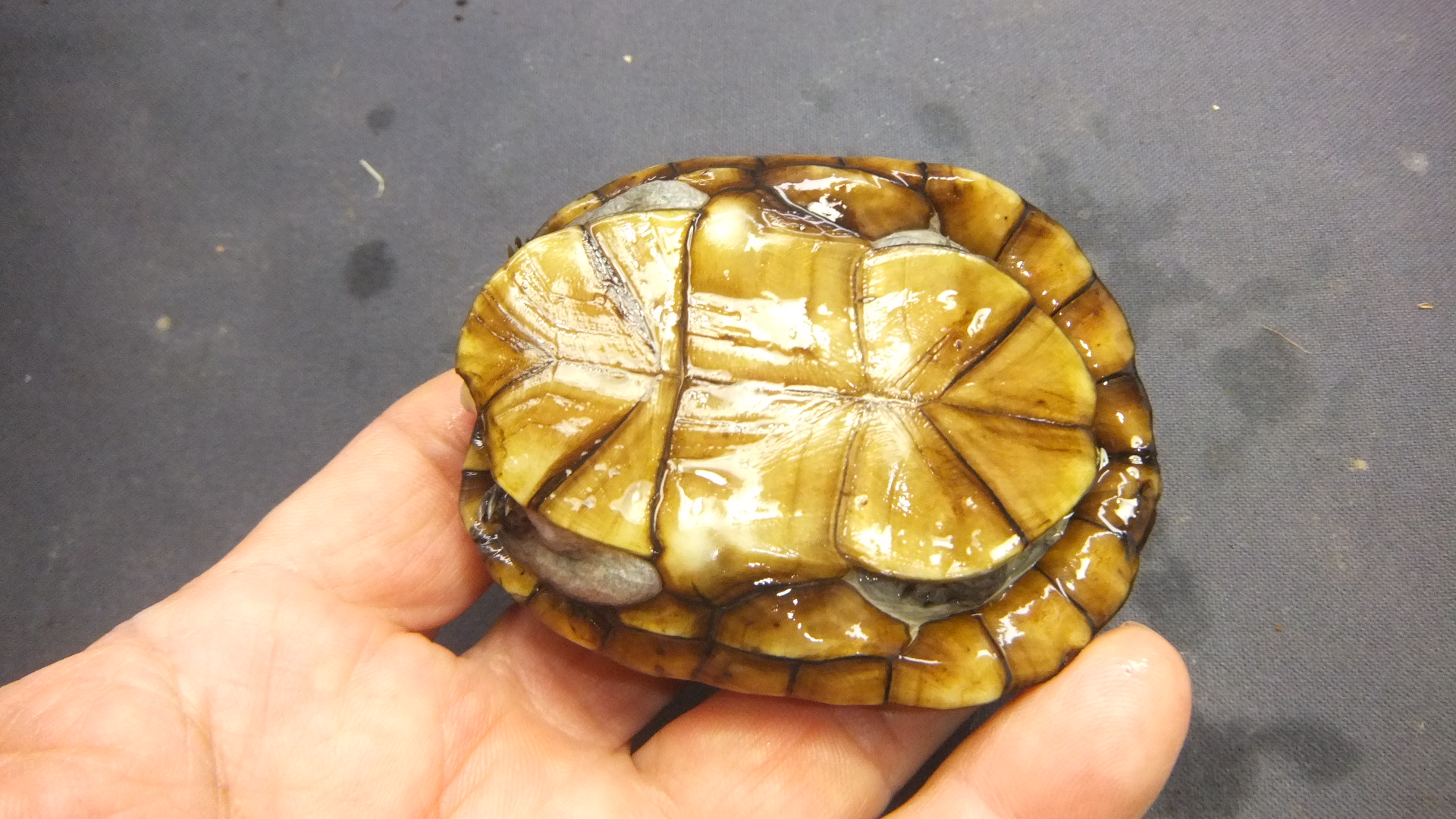 コガネドロガメNo.3 | オーナーズフィッシュ