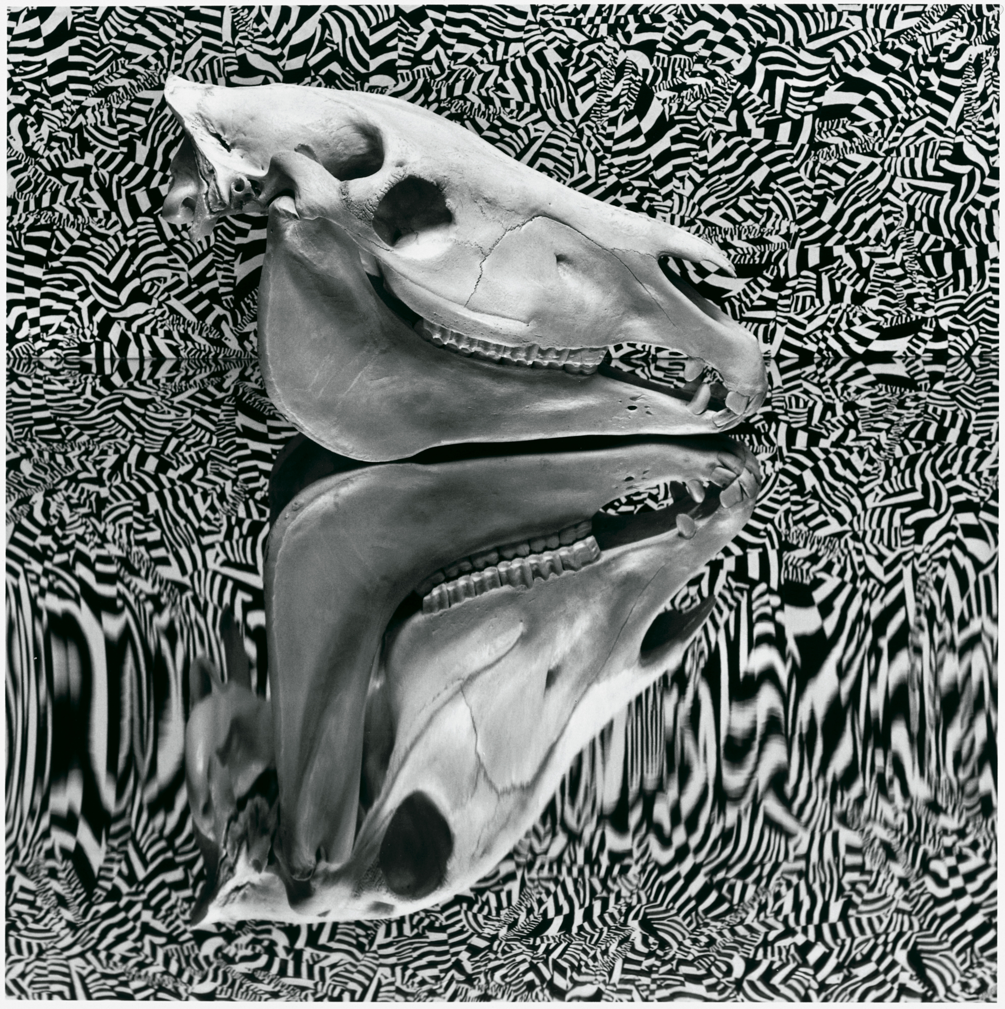 ZEBRA | TADAYUKI NAITOH | 内藤忠行 オフィシャルサイト