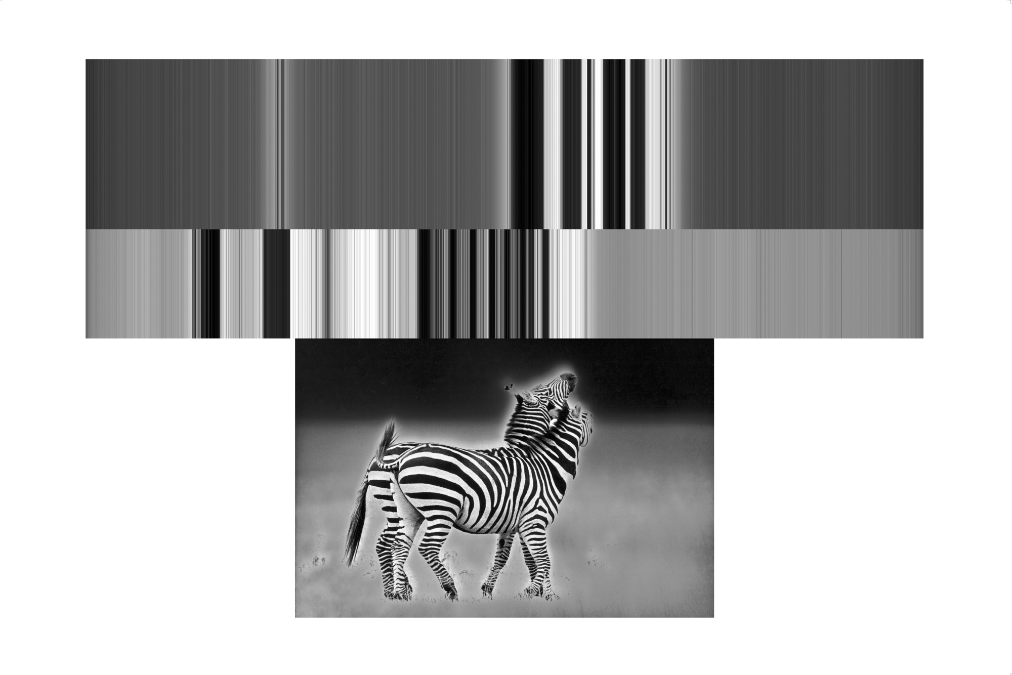ZEBRA | TADAYUKI NAITOH | 内藤忠行 オフィシャルサイト