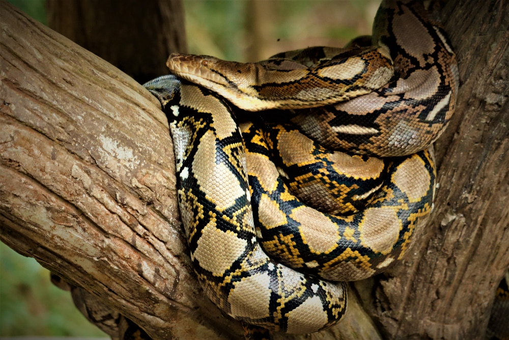 Reticulated Python Care Sheet | ReptiFiles