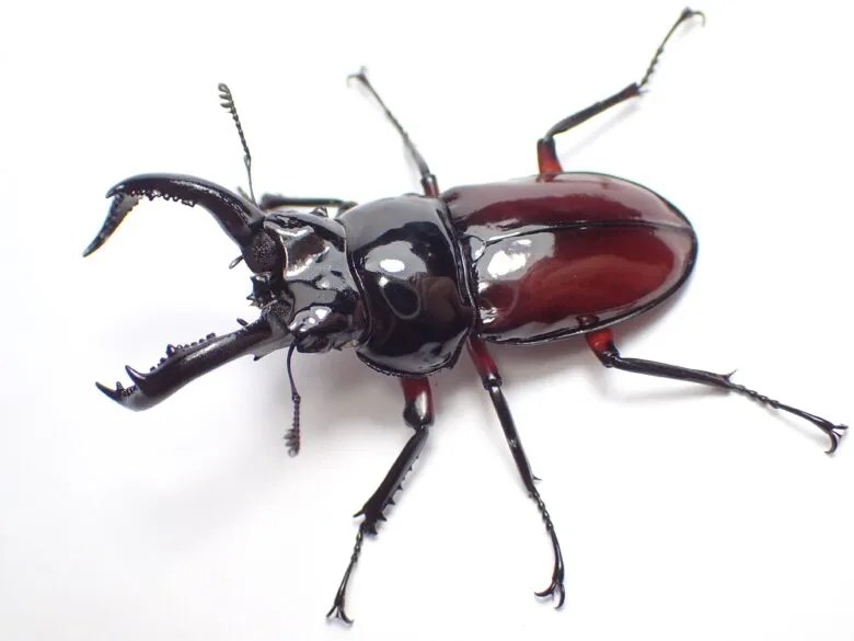 オーベルチュールクロツヤシカクワガタの飼育情報 | わたくわの飼育記